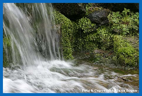 Wasserfall mit verschiedenen Moosgesellschaften im Spritzbereich