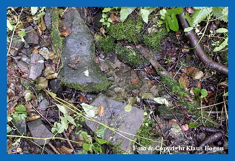 Sieckerquelle, Ursprung eines Baches