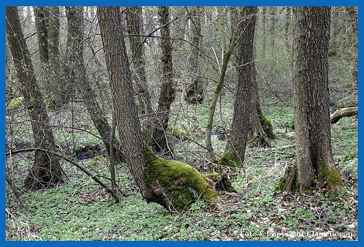 Bachbegleitender Erlenbruchwald im Frühling