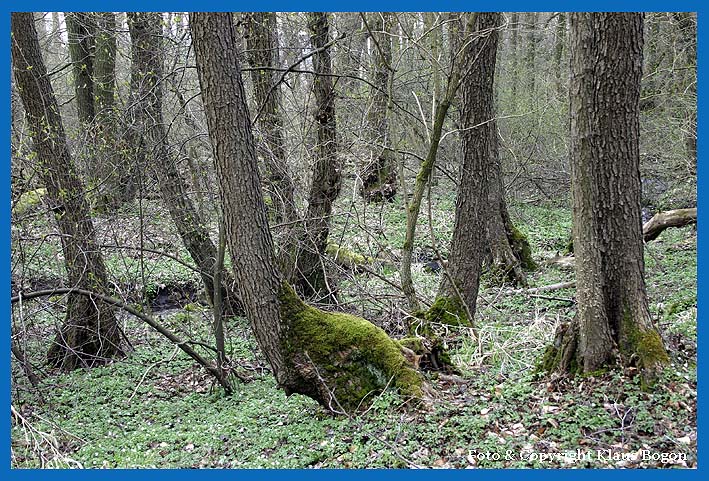 Bachbegleitender Erlenbruchwald im Frhling