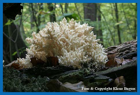 Ästige Stachelbart-Koralle (Hericium ramosum) ein seltener Pilz im Nationalpark Kellerwald
