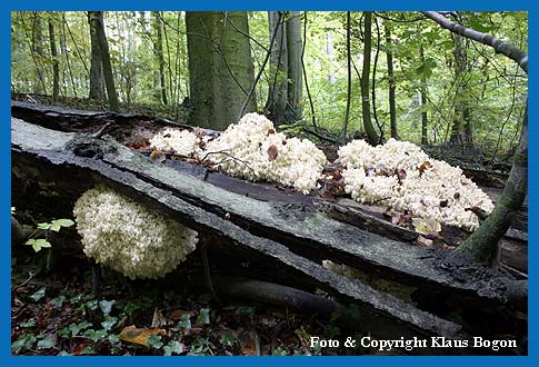 stige Stachelbart-Koralle (Hericium ramosum) auf Buchentotholz