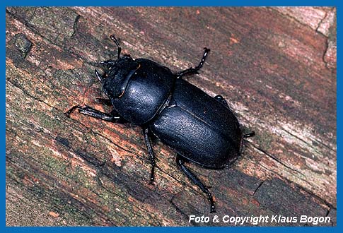 Balkenschrter Weibchen (Dorcus parallelipipedus)