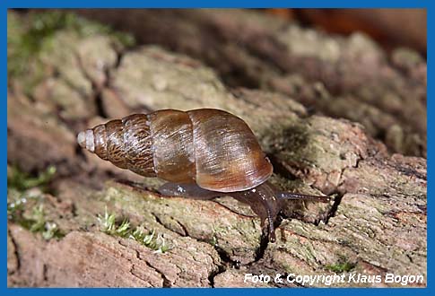 Bergturmschnecke  Ena montana