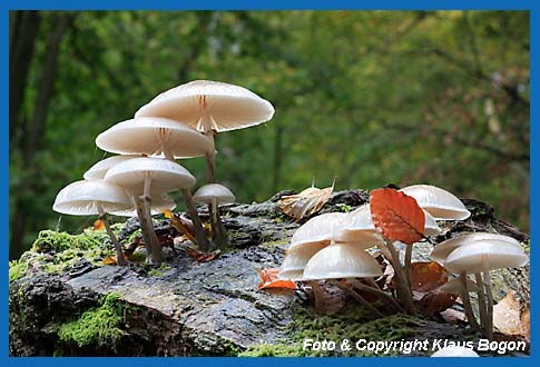 Buchen-Schleimrbling (Qudemansiella mucida) 