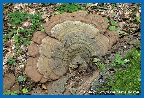 Der Flache Lackporling  (Ganoderma applanatum)  kann eine Breite von 60 cm erreichen