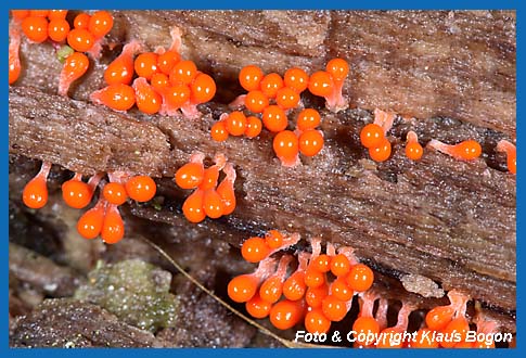 Fruchtkrper des Schleimpilzes Lepidoderma tigrinum 