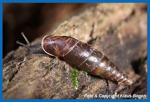 Glatte Schliemundschnecke  Cochlodina laminata