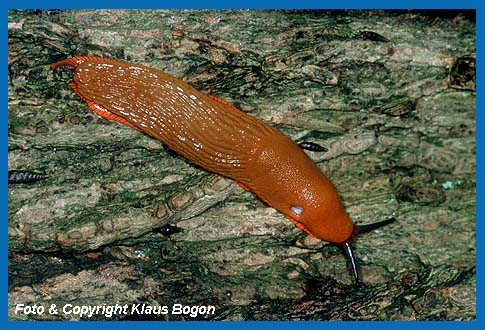 Groe Wegschnecke (Arion ater rufus) kriecht ber Totholz