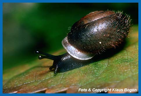 Maskenschnecke (Isognomostoma isognomostoma)