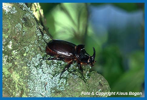 Nahornkfer-Mnnchen (Oryctes nasicornis) sind leicht am gebogenem Horn zu erkennen.