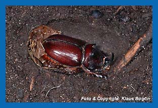 Geschlpfter Nahornkfer  (Oryctes nasicornis) in der Puppenkammer