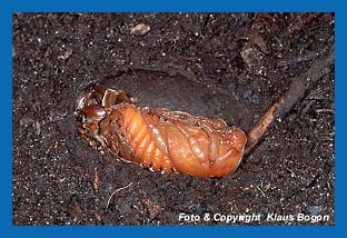 Nahornkferpuppe  (Oryctes nasicornis) in der Puppenkammer