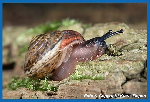 Rtliche Laubschnecke (Monachoides incarnata)