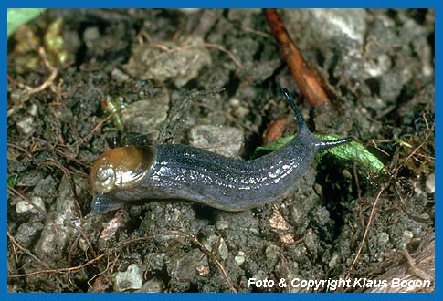 Rtliche Raubglanzschnecke (Daudebardia rufa)