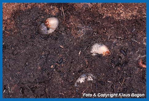 Rosenkferlarven im Holzmulm unter einem groen Stck Buchentotholz