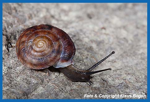 Steinpicker (Helicigona lapicida)  auf Buchenstamm