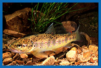 Bachforelle Salmo trutta fario