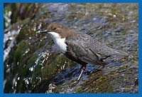 Wasseramsel (Cinclus cinclus) am Wasserfall