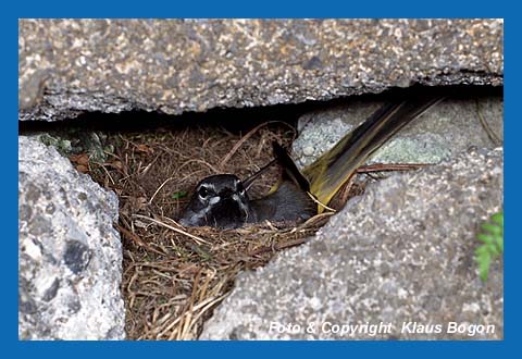 Gebirgsstelzen bauen ihr Nest immer in direkter Nhe zum Bach, hier in der Hhlung einer Steinbrcke