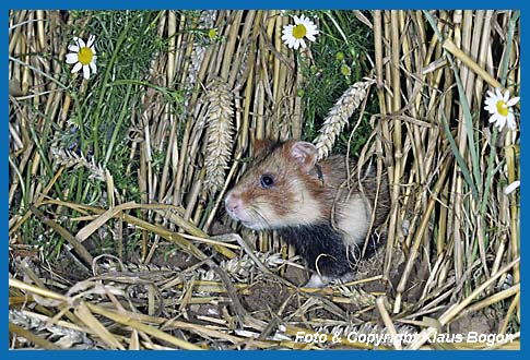 Feldhamster  (Cricetus cricetus) kommt vorsichtig aus dem Getreidefeld.