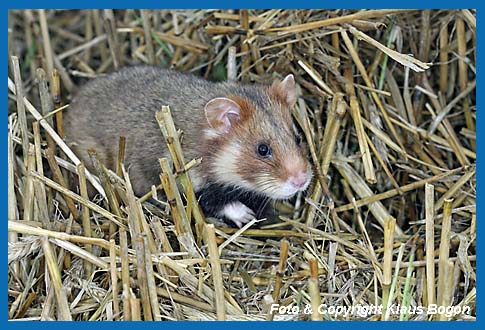 Feldhamster  (Cricetus cricetus) im Stoppelfeld.