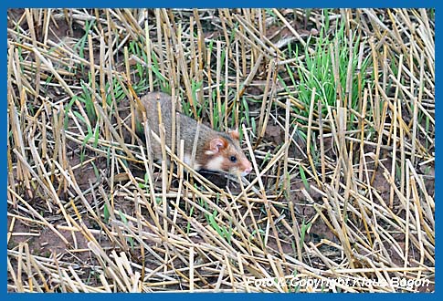 Feldhamster  (Cricetus cricetus)  ist durch die Fellfrbung der Umgebung gut angepasst.