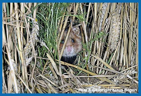 Feldhamster  (Cricetus cricetus)  in sicherer Deckung.