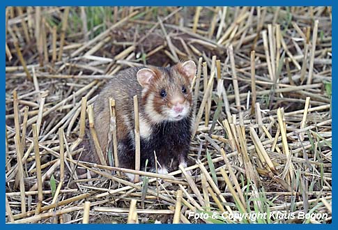 Feldhamster  (Cricetus cricetus) 