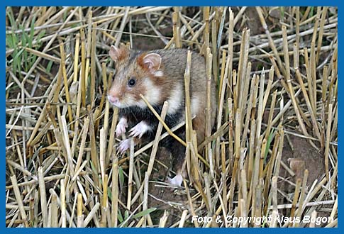 Feldhamster  (Cricetus cricetus) 