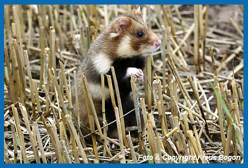 Feldhamster  (Cricetus cricetus)  beobachtet die Umgebung.