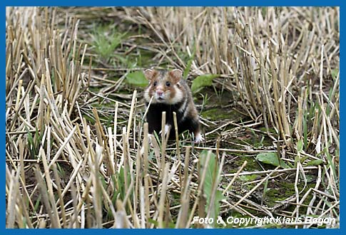 Feldhamster  (Cricetus cricetus) 