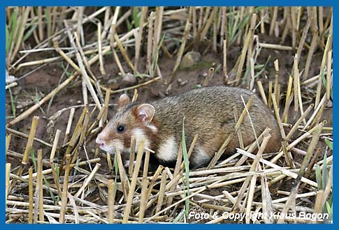 Feldhamster  (Cricetus cricetus) 