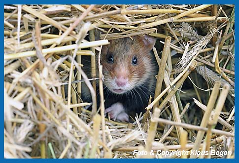 Feldhamster  (Cricetus cricetus)  im Strohhaufen versteckt.