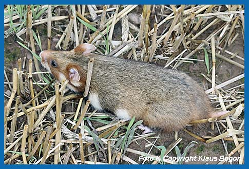 Feldhamster  (Cricetus cricetus) 