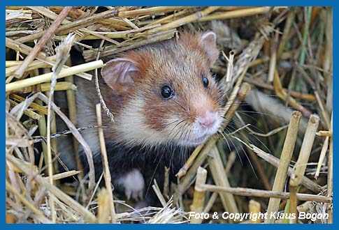 Feldhamster  (Cricetus cricetus)  Portrt