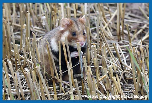 Feldhamster  (Cricetus cricetus)  im Stoppelfeld.