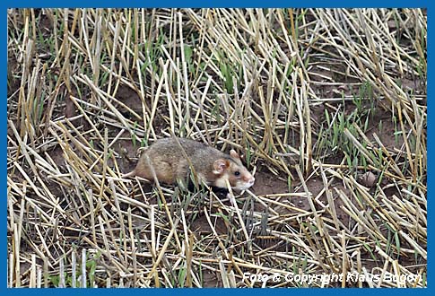 Feldhamster  (Cricetus cricetus) im Stoppelfeld laufend.