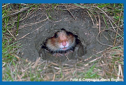 Feldhamster  (Cricetus cricetus)  lugt vorsichtig aus dem Bau.