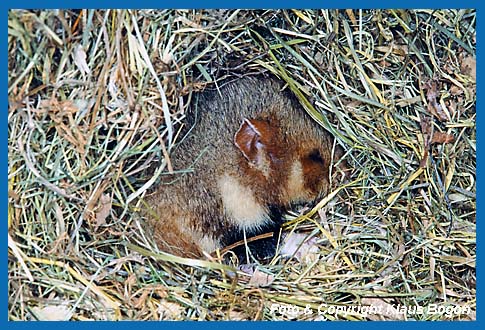 Winterschlafender Feldhamster  (Cricetus cricetus) .