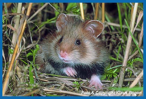 Feldhamster  (Cricetus cricetus)  Portrt.