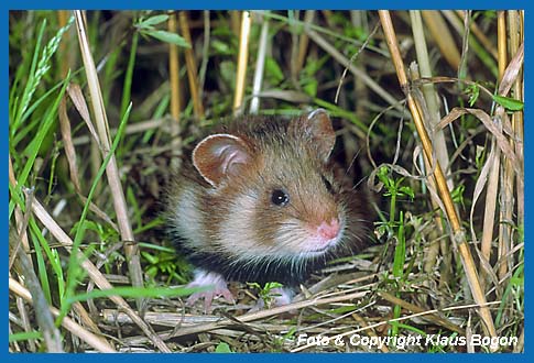 Feldhamstzer  (Cricetus cricetus)  Portrt