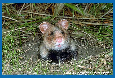 Feldhamster  (Cricetus cricetus)  schaut aus seinem Bau.