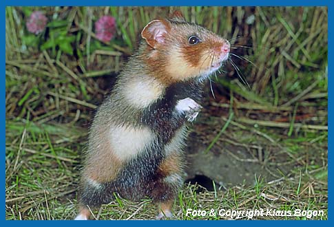 Feldhamster  (Cricetus cricetus)  vor seiner Rhre aufrecht stehend.