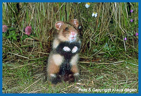 Feldhamster  (Cricetus cricetus) beobachtet die Umgebung seines Baues.