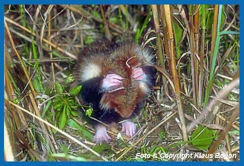 Feldhamster  (Cricetus cricetus)  bei der Fellpflege.