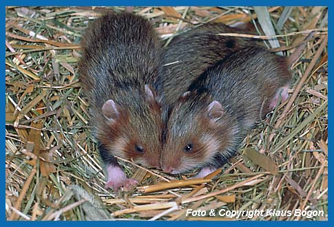 Feldhamster  (Cricetus cricetus)  Jungtiere.