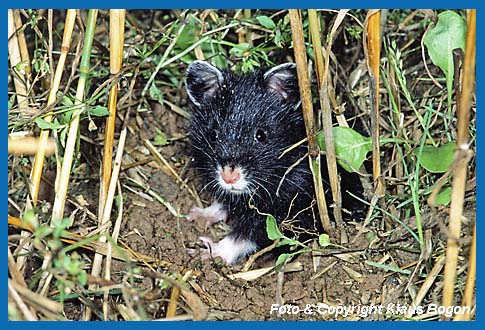 Feldhamster  (Cricetus cricetus) schwarze Farbmutante.