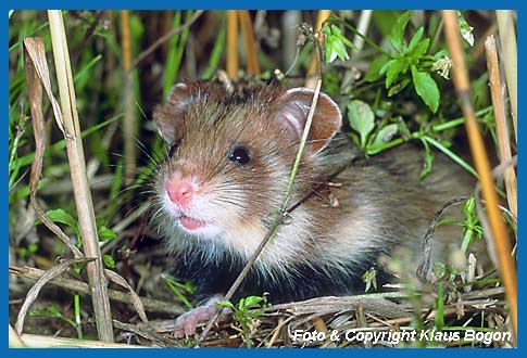 Feldhamster  (Cricetus cricetus)  Portrt.