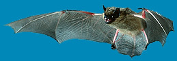 Breitfluegelfledermaus (Eptesicus serotinus)